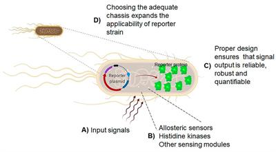 Editorial: <mark class="highlighted">Molecular Engineering</mark> of Sensory Mechanisms in Bacteria for Biosensing Technologies and Novel Tools for Microbial Engineering